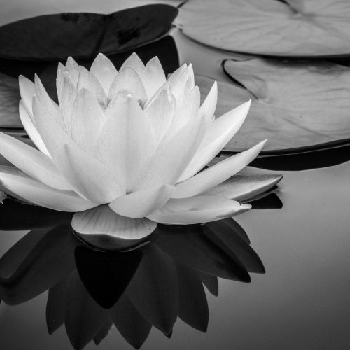 Holistic Midwifery New York Holistic GYN Services
